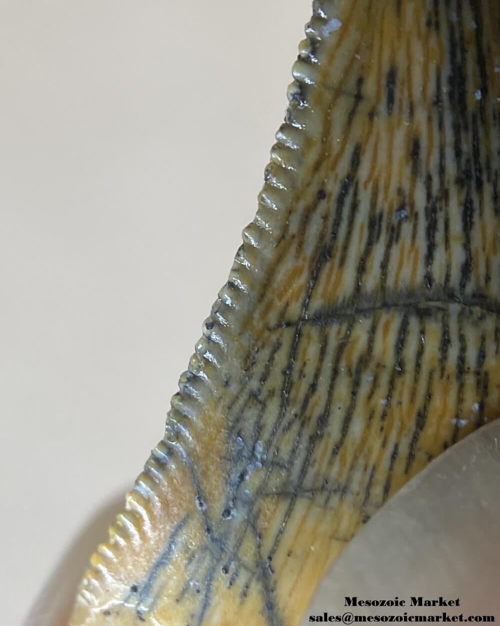 An image of a closeup view of the distal edge of a beautifully preserved Rugops or abelisaurid dinosaur tooth from the Kem Kem Beds of Morocco.