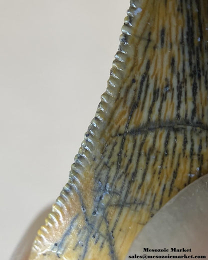 An image of a closeup view of the distal edge of a beautifully preserved Rugops or abelisaurid dinosaur tooth from the Kem Kem Beds of Morocco.