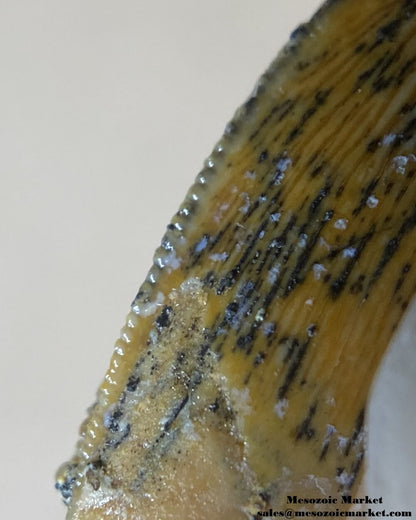 An image of a closeup view of the mesial edge of a beautifully preserved Rugops or abelisaurid dinosaur tooth from the Kem Kem Beds of Morocco.