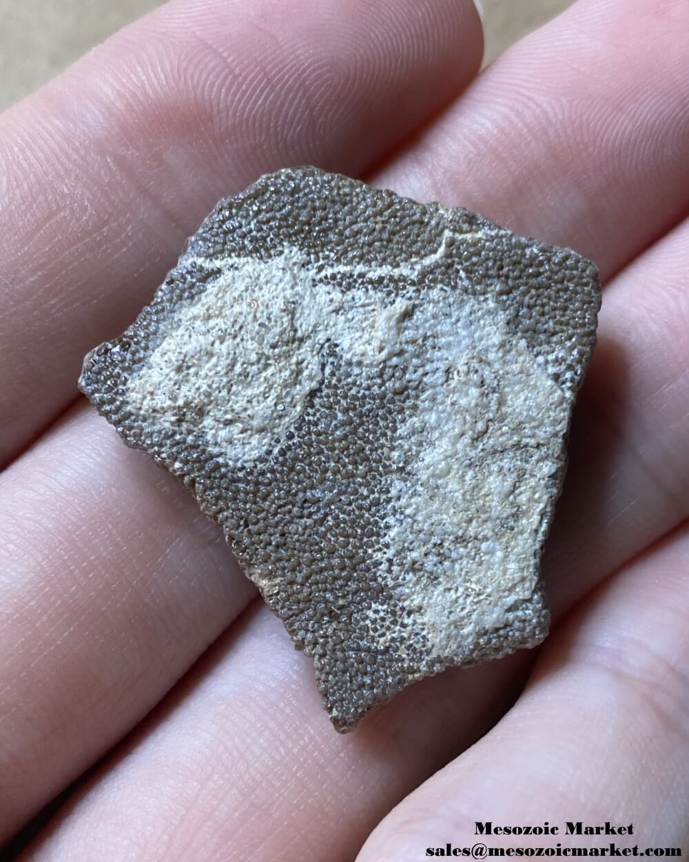 Titanosaur Eggshell 1.1