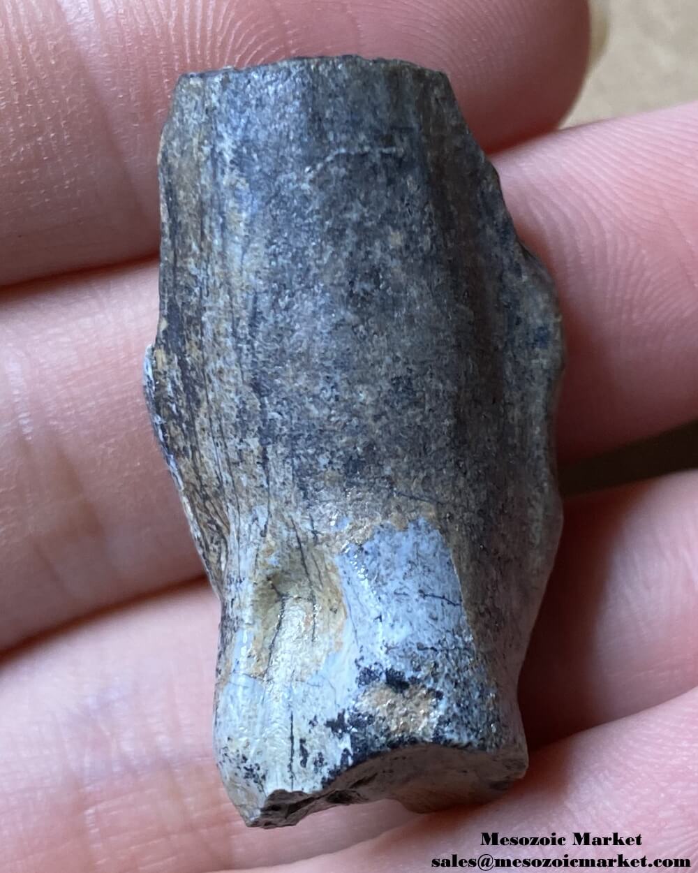 An image of a fossilized dinosaur tooth from an odd sauropod.