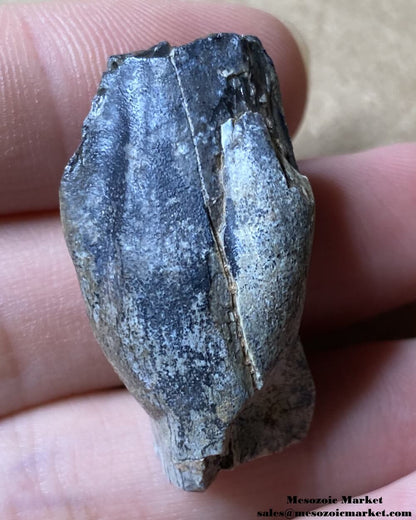 An image of a fossilized dinosaur tooth from an odd sauropod.