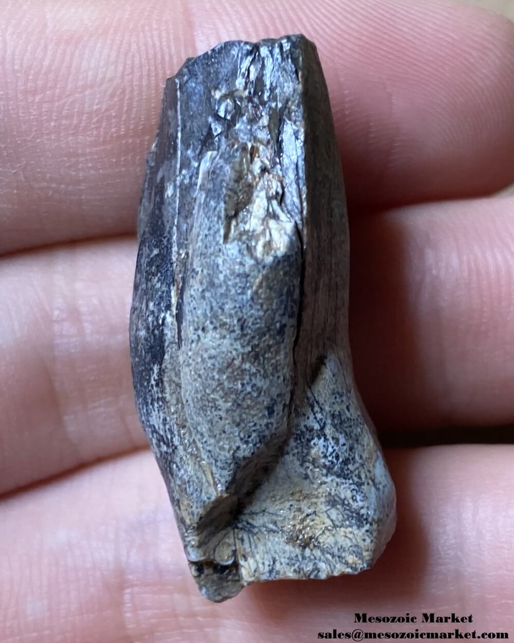 An image of a fossilized dinosaur tooth from an odd sauropod.