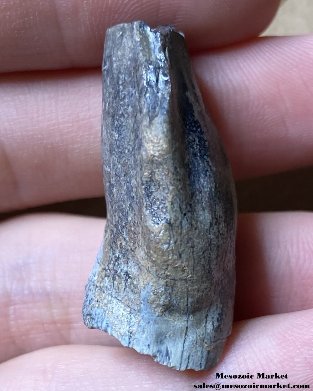 An image of a fossilized dinosaur tooth from an odd sauropod.