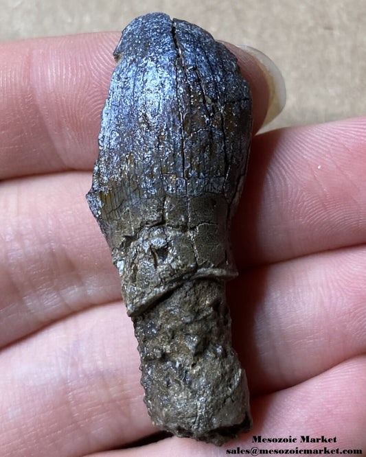 An image of a rooted fossilized dinosaur tooth from a Jurassic sauropod.