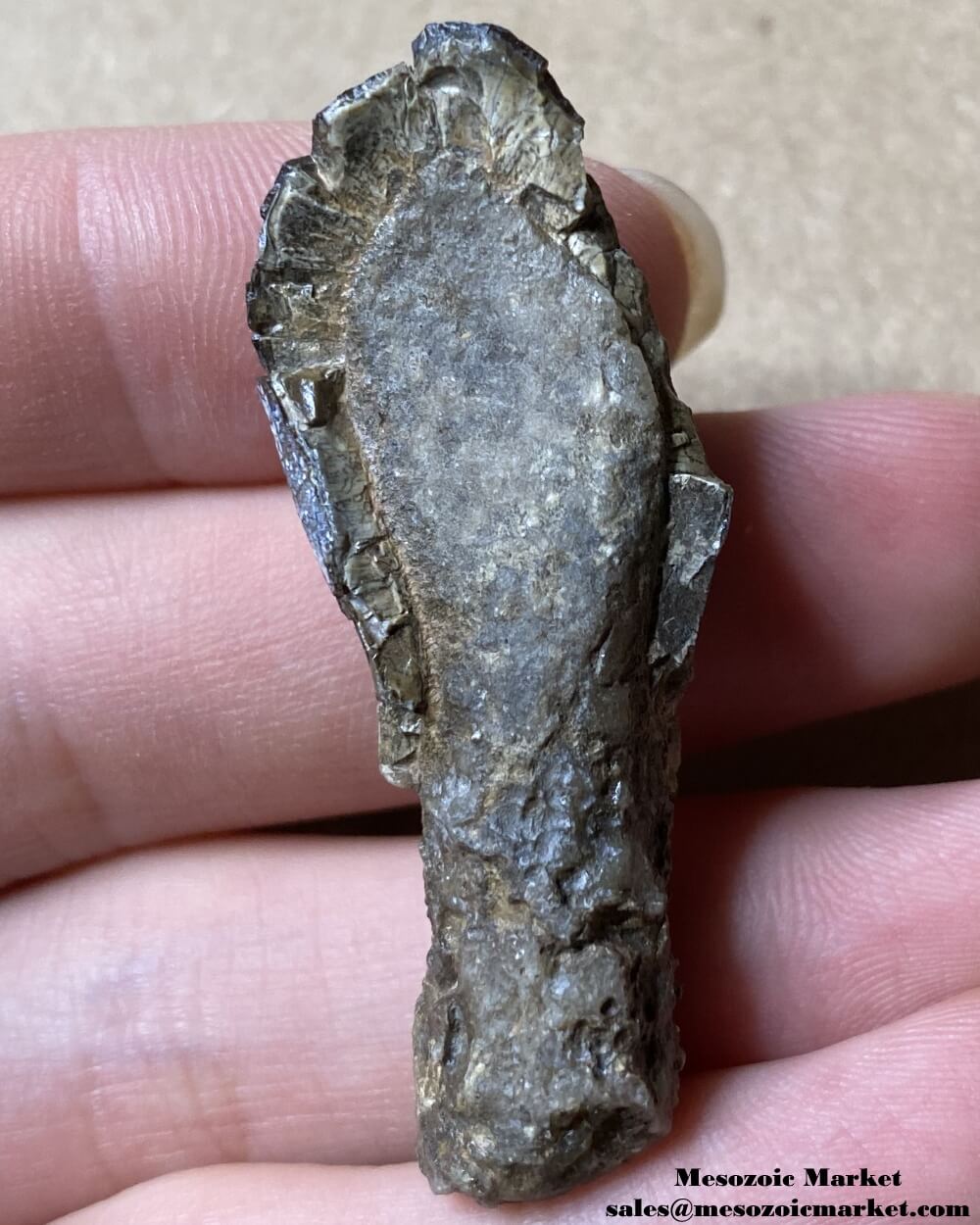 An image of a very worn rooted fossilized dinosaur tooth from a Jurassic sauropod.