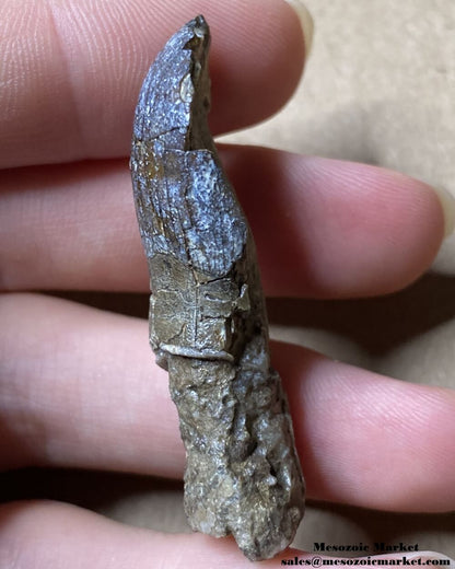 An image of a rooted fossilized dinosaur tooth from a Jurassic sauropod.