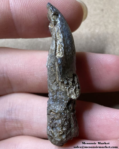 An image of a rooted fossilized dinosaur tooth from a Jurassic sauropod.