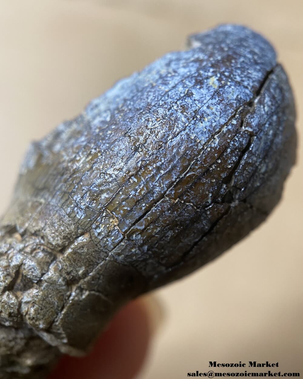 An image of a closeup view of a fossilized dinosaur tooth from a Jurassic sauropod.