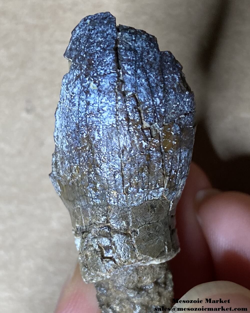 An image of a closeup view of a fossilized dinosaur tooth from a Jurassic sauropod.