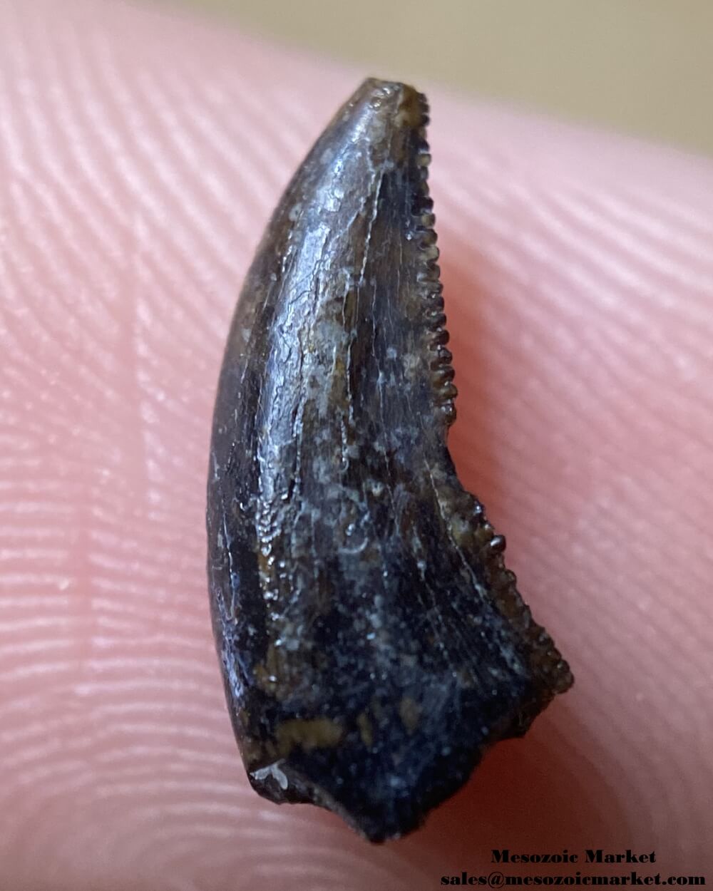 An image of a fossilized tooth from a Saurornitholestes raptor dinosaur.