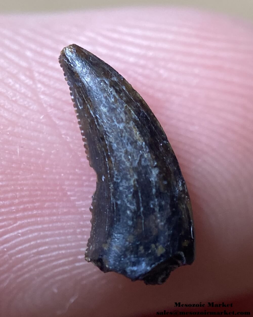 An image of a fossilized tooth from a Saurornitholestes raptor dinosaur.