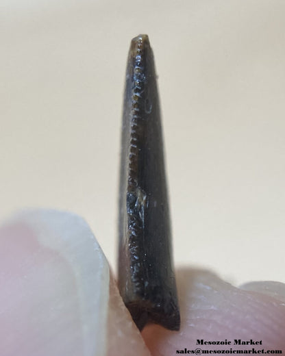 An image of the distal side of a fossilized tooth from a Saurornitholestes raptor dinosaur.