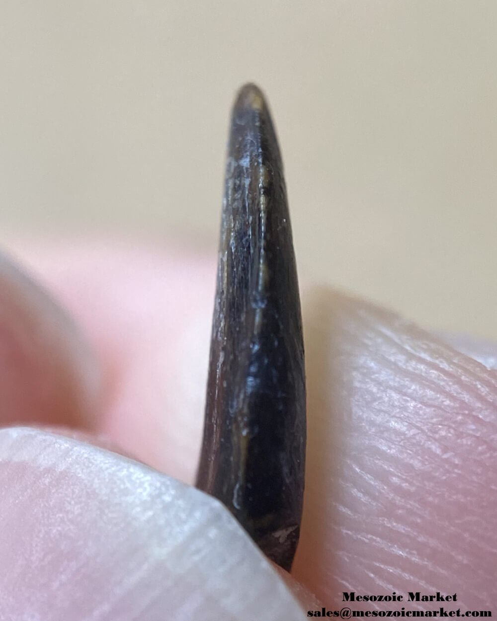 An image of the mesial side of a fossilized tooth from a Saurornitholestes raptor dinosaur.