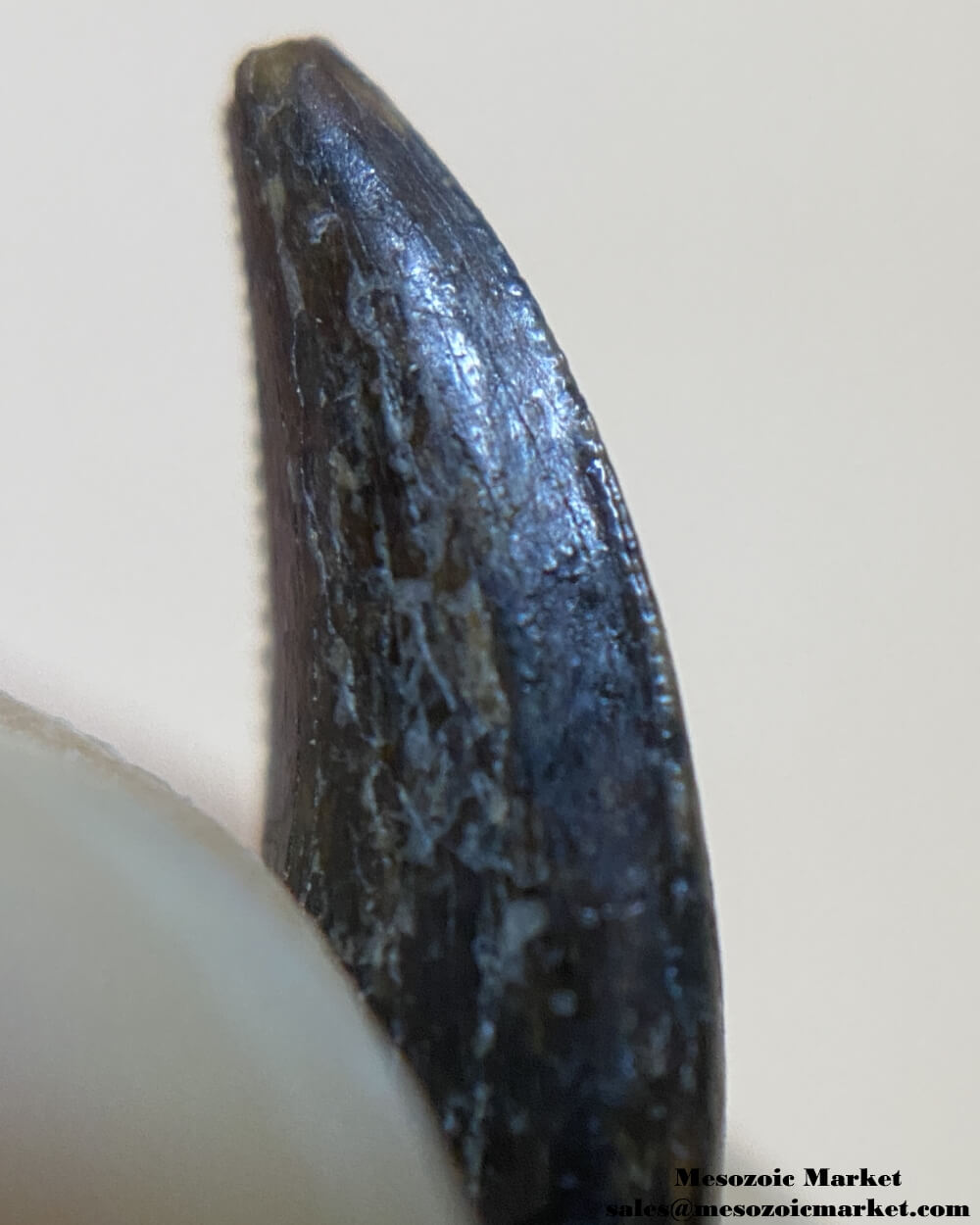 An image of a closeup view of the mesial serrations of a fossilized tooth of a Saurornitholestes raptor dinosaur.