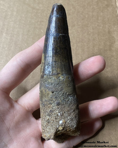 An image of a large fossilized tooth from a spinosaurid dinosaur. #MAR12861-1