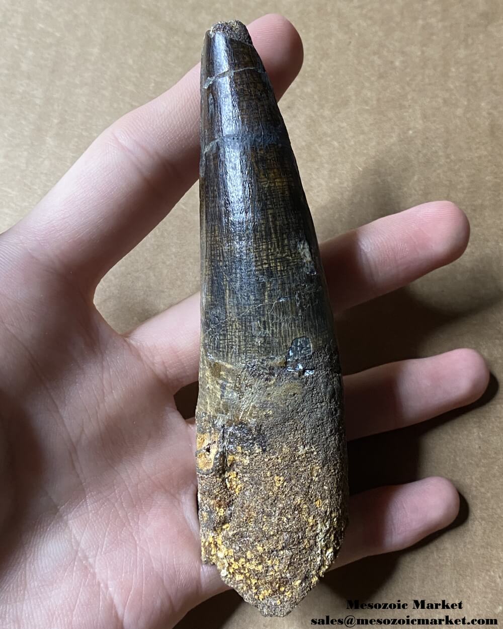 An image of a large fossilized tooth from a spinosaurid dinosaur. #MAR12861-2