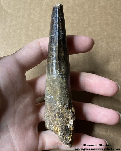 An image of a large fossilized tooth from a spinosaurid dinosaur. #MAR12861-4