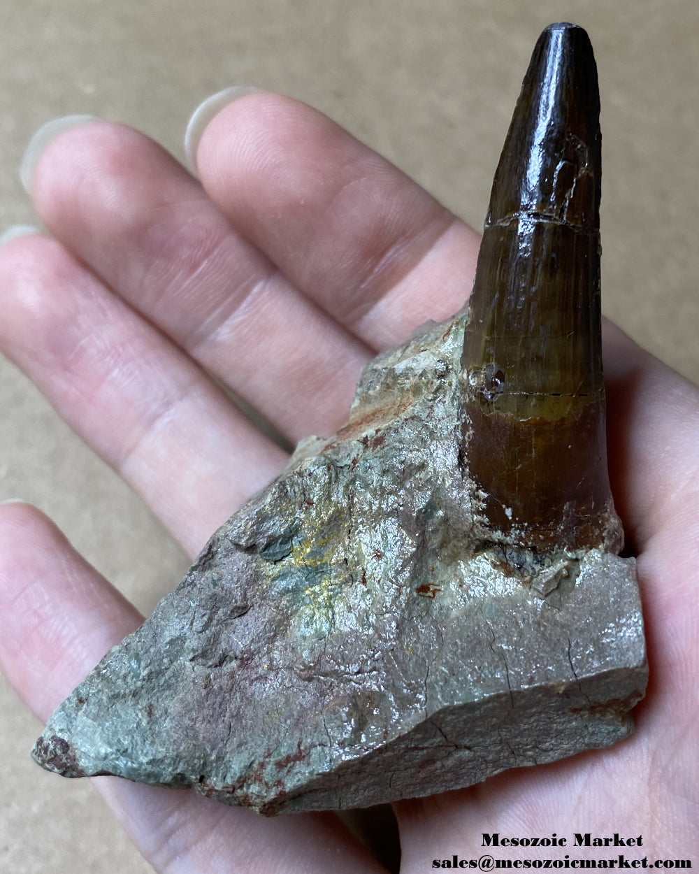 Fossilized dinosaur tooth of a Dekkar Spinosaurus theropod on original matrix. #MAR22679-1