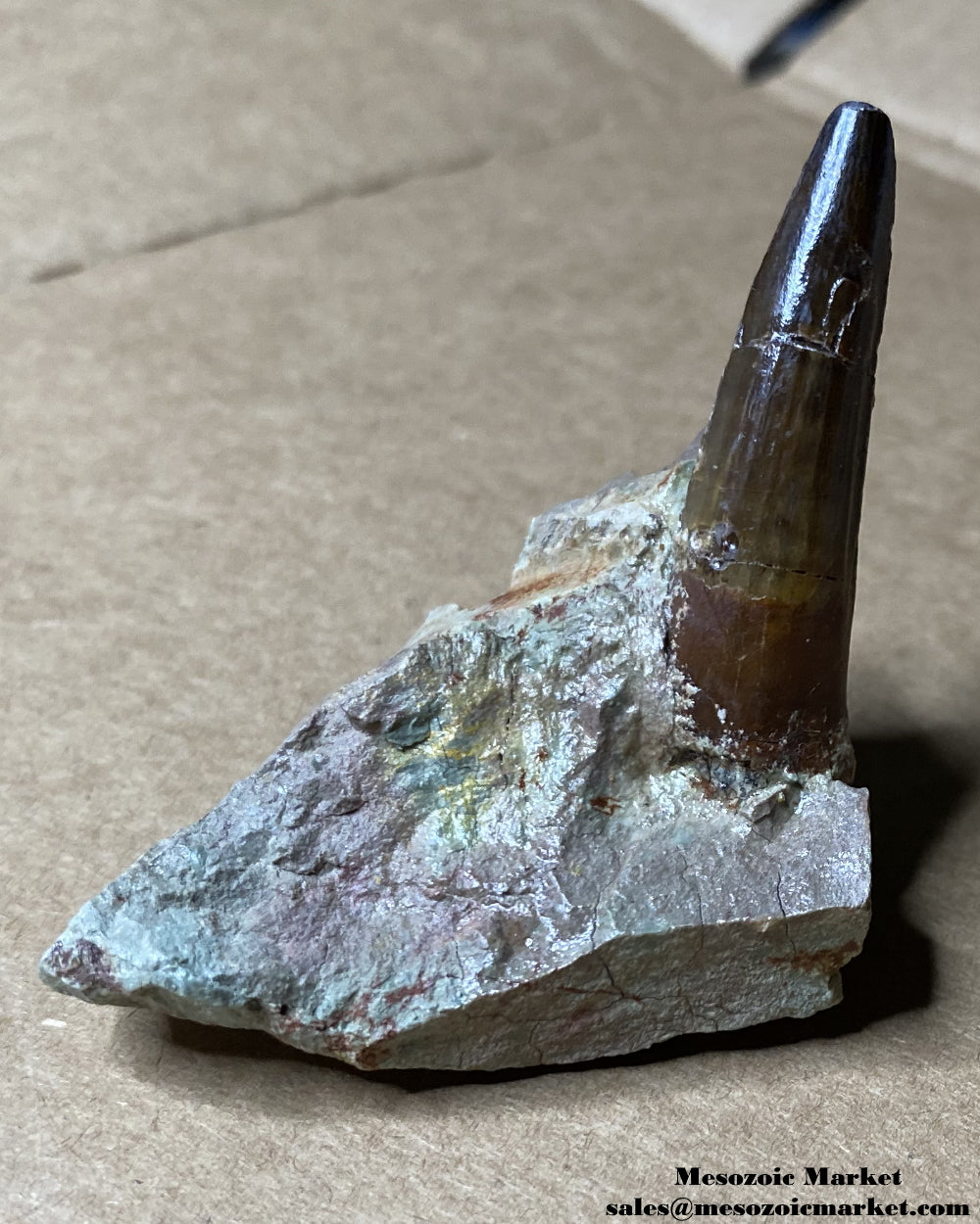 Fossilized dinosaur tooth of a Dekkar Spinosaurus theropod on original matrix. #MAR22679-4