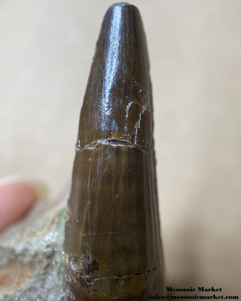 Tip of a fossilized dinosaur tooth of a Dekkar Spinosaurus theropod on original matrix. #MAR22679-5