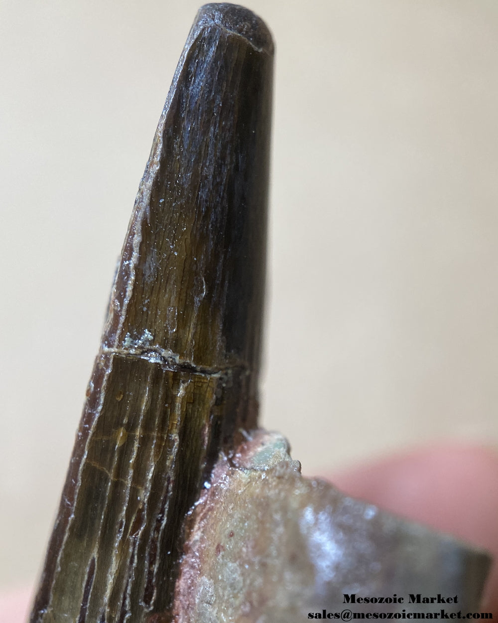 Tip of a fossilized dinosaur tooth of a Dekkar Spinosaurus theropod on original matrix. #MAR22679-7