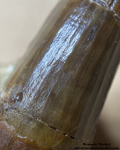 Enamel texture of a fossilized dinosaur tooth of a Dekkar Spinosaurus theropod on original matrix. #MAR22679-8