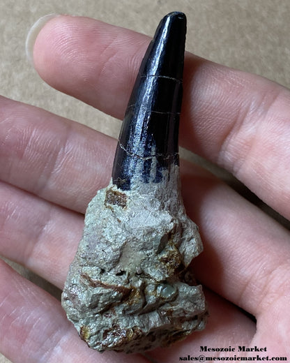 Fossilized dinosaur tooth of a Dekkar Spinosaurus theropod on original matrix. #MAR50429-1