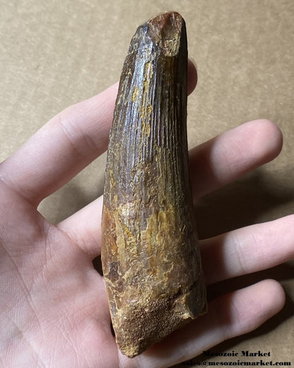 An image of a large fossilized tooth from a spinosaurid dinosaur. #MAR54392-1