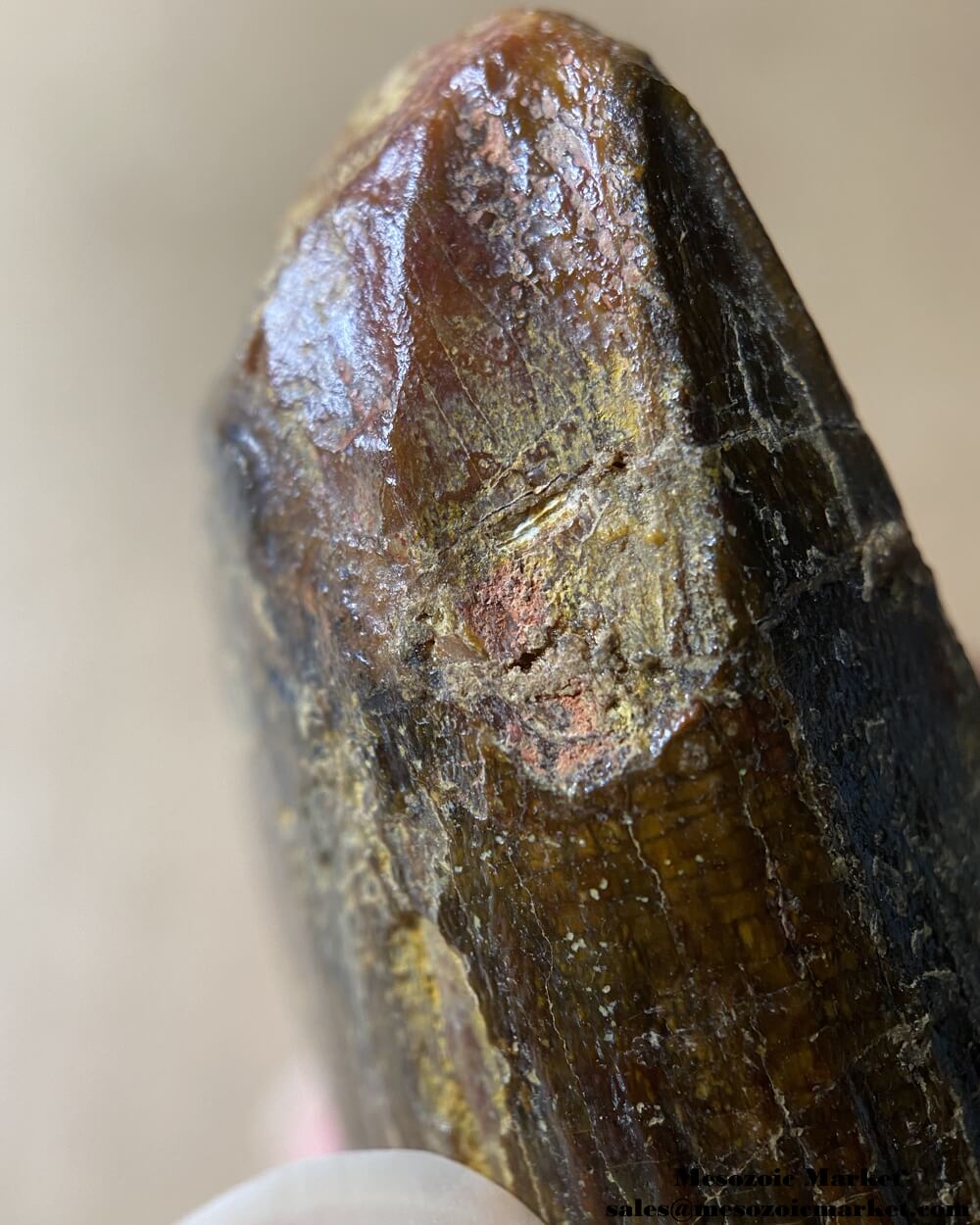 An image of a large fossilized tooth from a spinosaurid dinosaur. #MAR54392-10