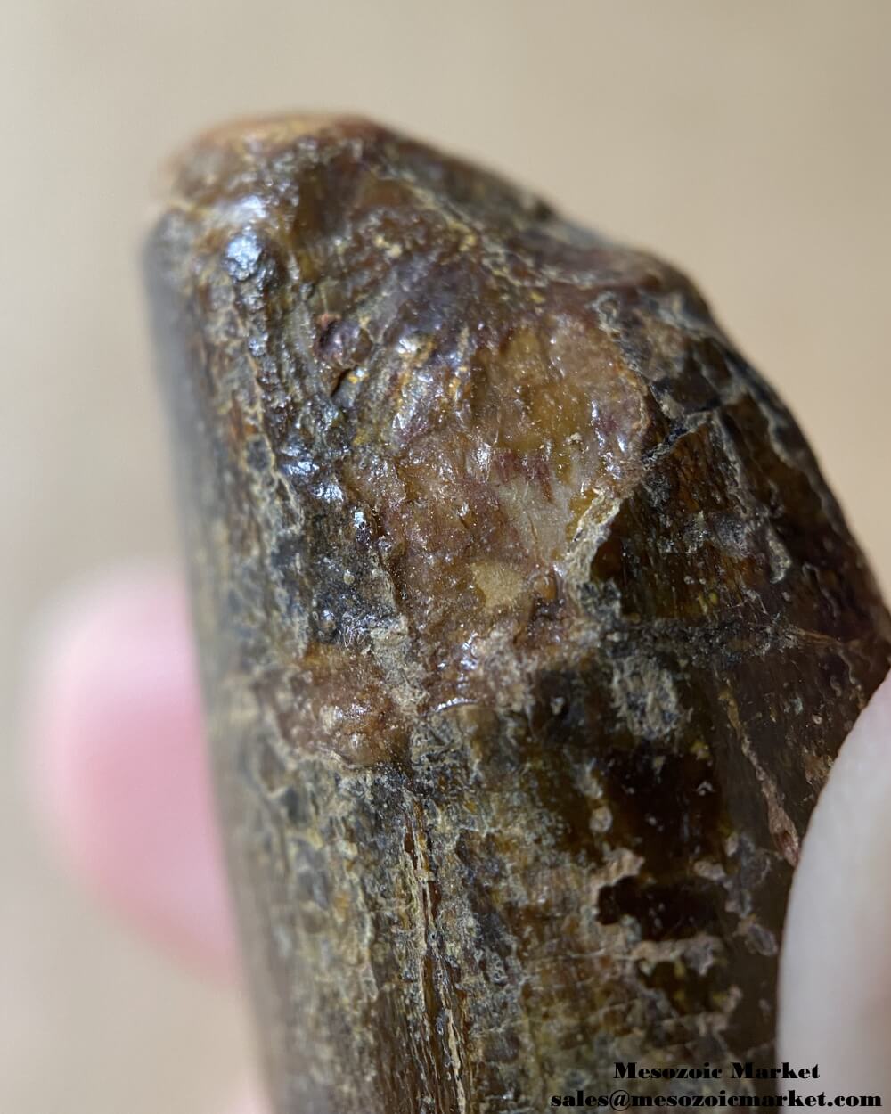 An image of a large fossilized tooth from a spinosaurid dinosaur. #MAR54392-11