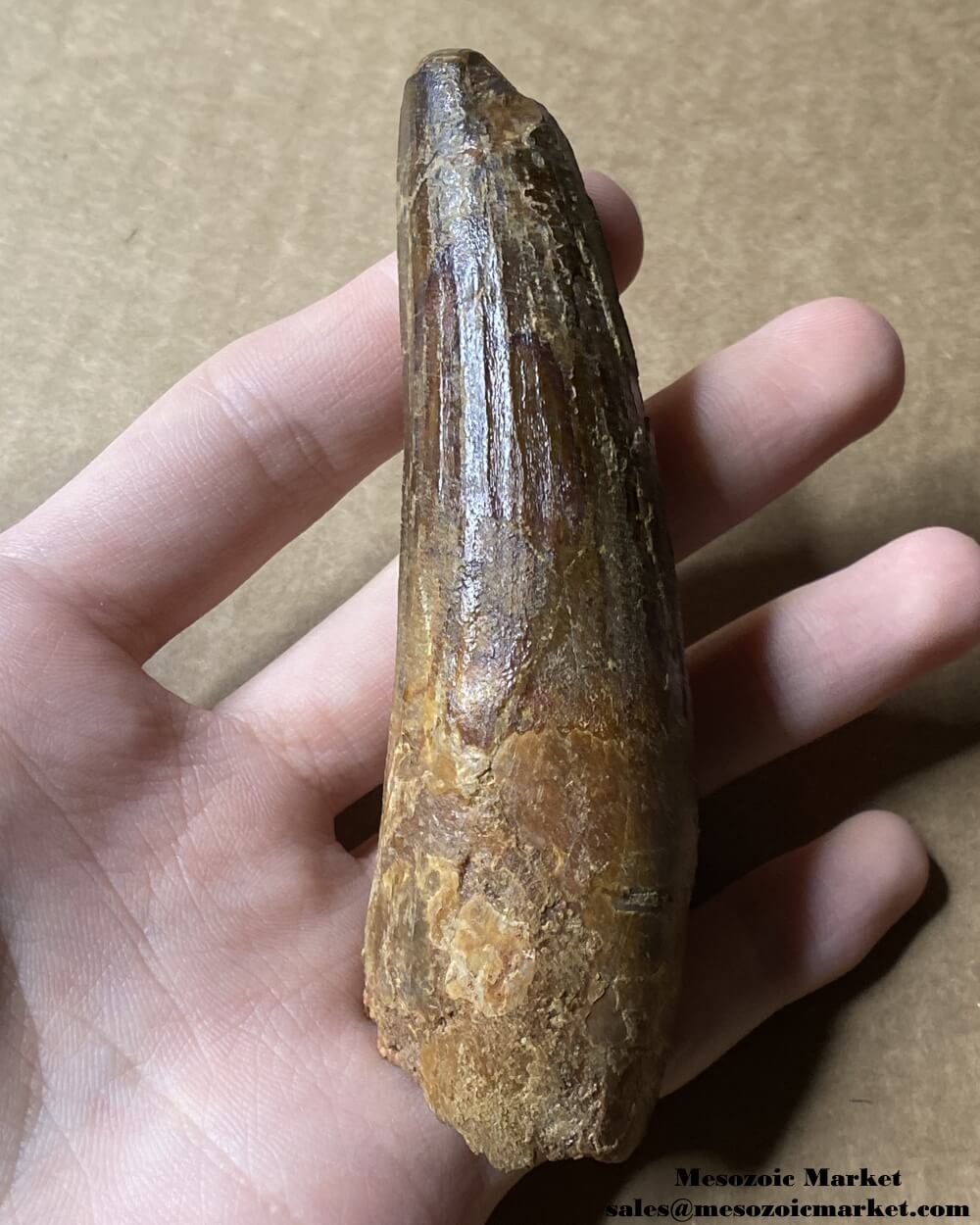 An image of a large fossilized tooth from a spinosaurid dinosaur. #MAR54392-2