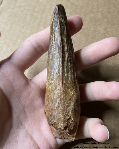 An image of a large fossilized tooth from a spinosaurid dinosaur. #MAR54392-3