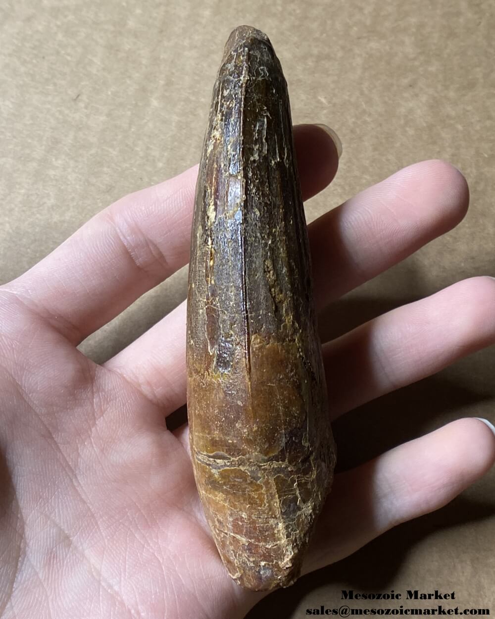 An image of a large fossilized tooth from a spinosaurid dinosaur. #MAR54392-4