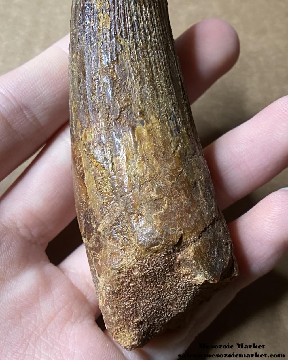 An image of a large fossilized tooth from a spinosaurid dinosaur. #MAR54392-6