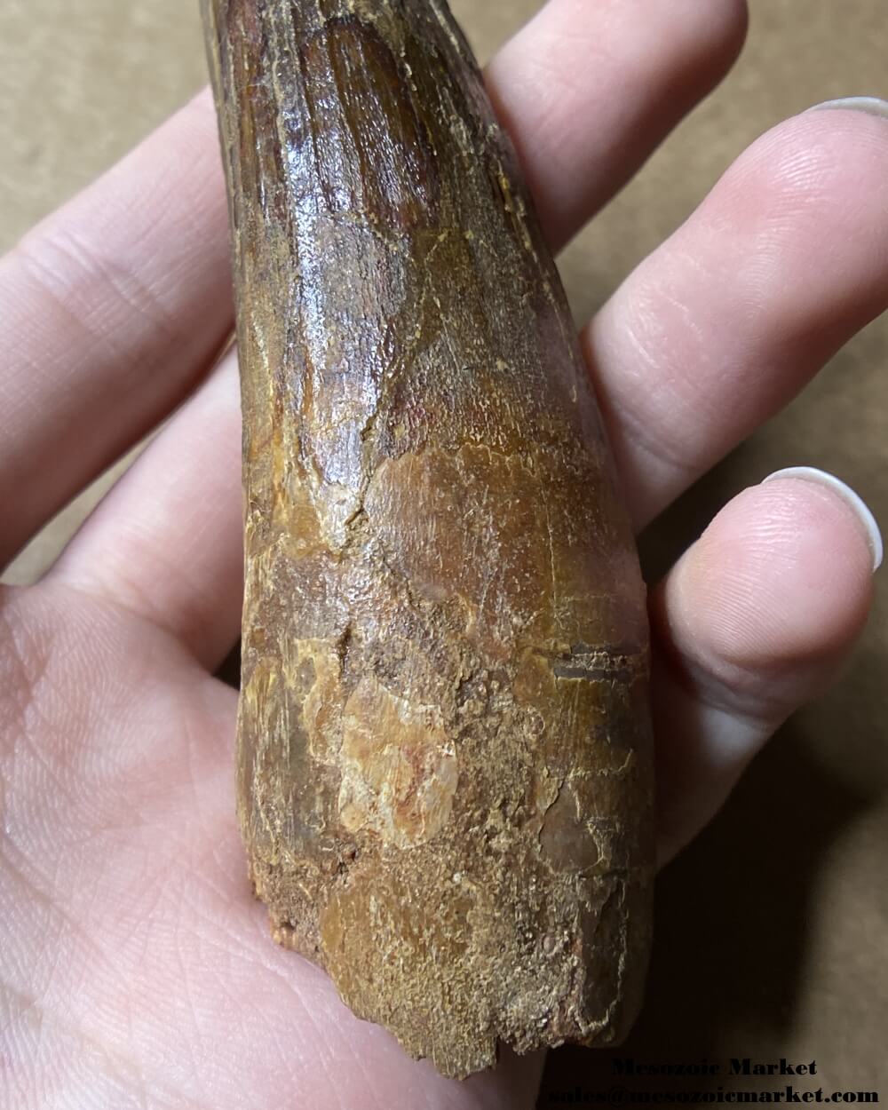 An image of a large fossilized tooth from a spinosaurid dinosaur. #MAR54392-7