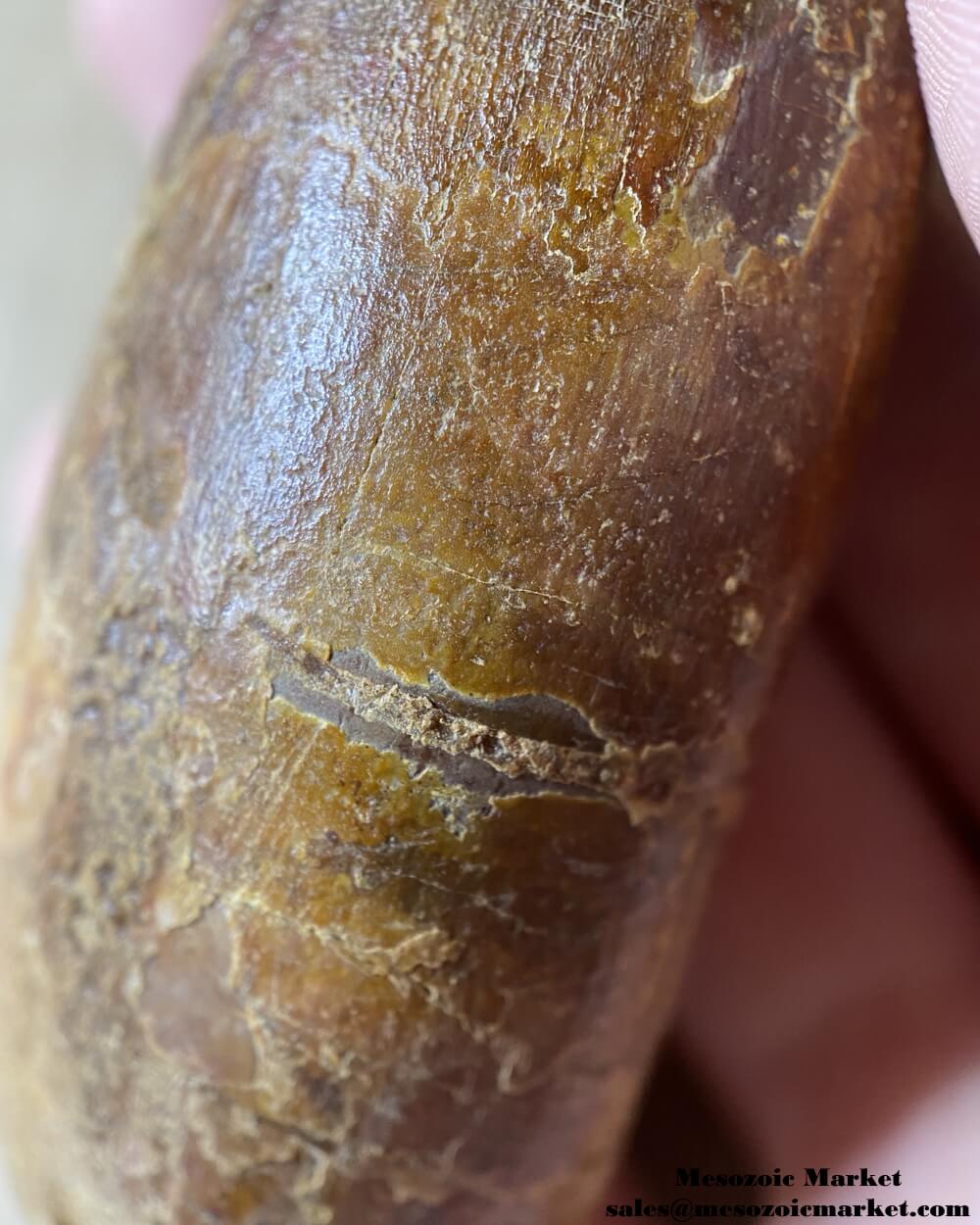 An image of a large fossilized tooth from a spinosaurid dinosaur. #MAR54392-8