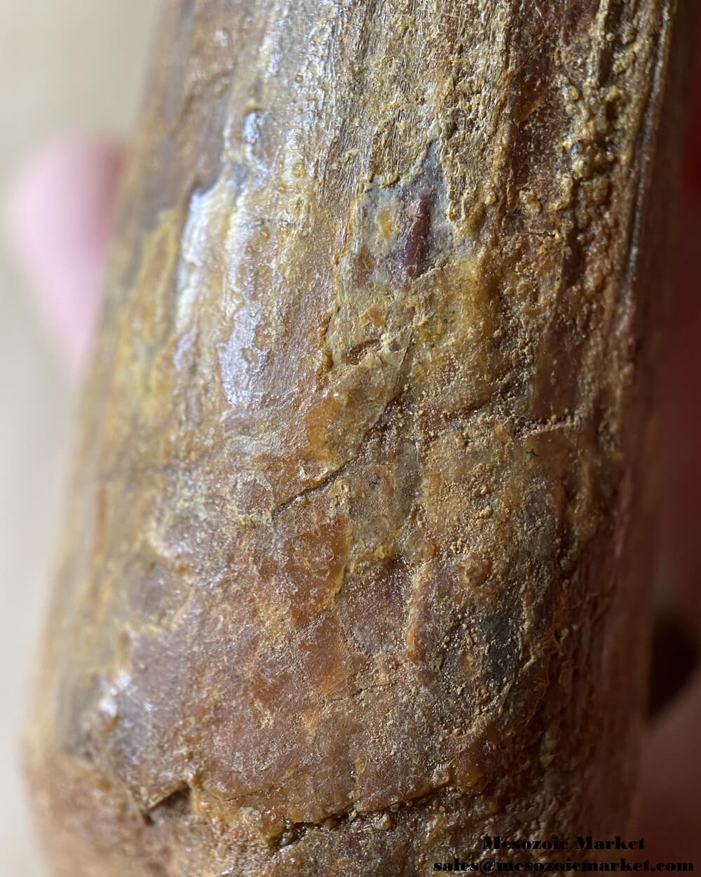 An image of a large fossilized tooth from a spinosaurid dinosaur. #MAR54392-9