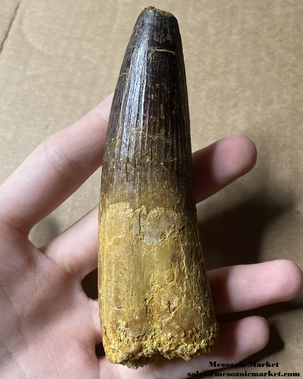 An image of a large fossilized tooth from a spinosaurid dinosaur. #MAR56418-1