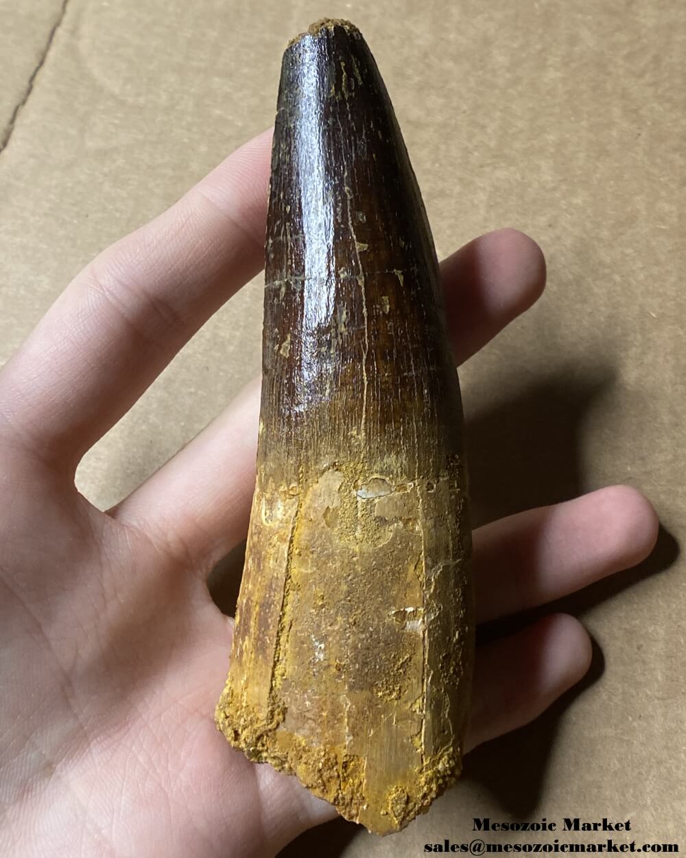 An image of a large fossilized tooth from a spinosaurid dinosaur. #MAR56418-2