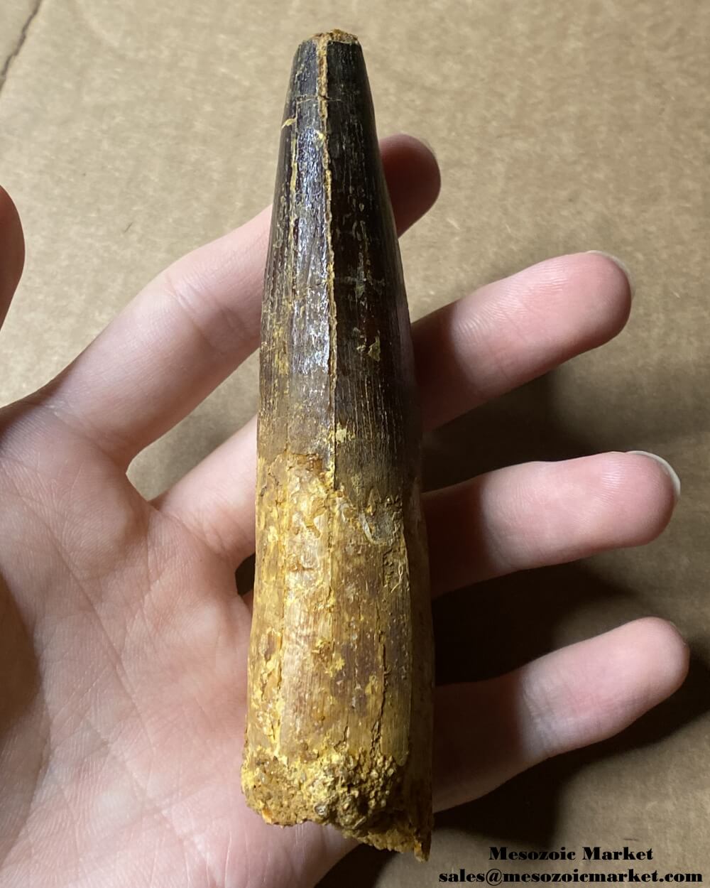 An image of a large fossilized tooth from a spinosaurid dinosaur. #MAR56418-3