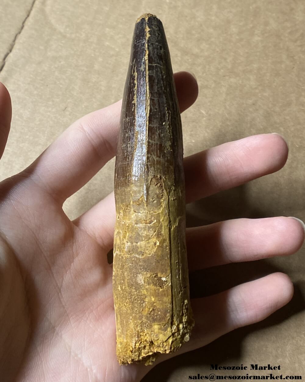 An image of a large fossilized tooth from a spinosaurid dinosaur. #MAR56418-4