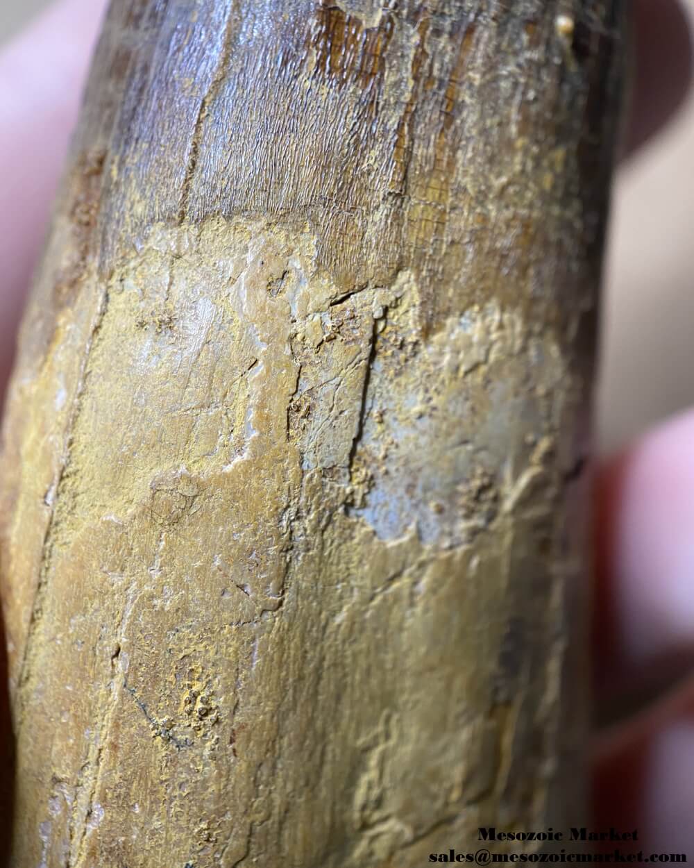 An image of a large fossilized tooth from a spinosaurid dinosaur. #MAR56418-6