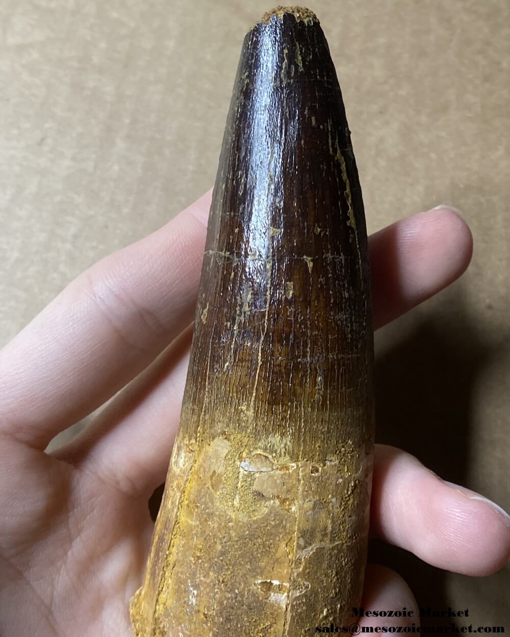 An image of a large fossilized tooth from a spinosaurid dinosaur. #MAR56418-8