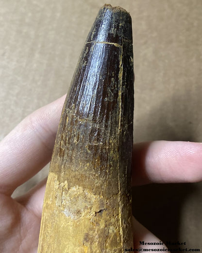 An image of a large fossilized tooth from a spinosaurid dinosaur. #MAR56418-9