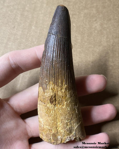 An image of a large fossilized tooth from a spinosaurid dinosaur. #MAR96188-1