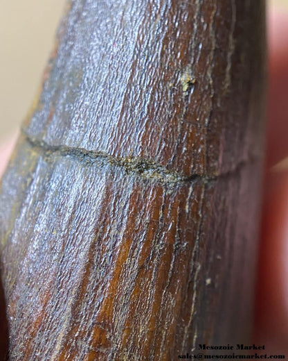 An image of a large fossilized tooth from a spinosaurid dinosaur. #MAR96188-11