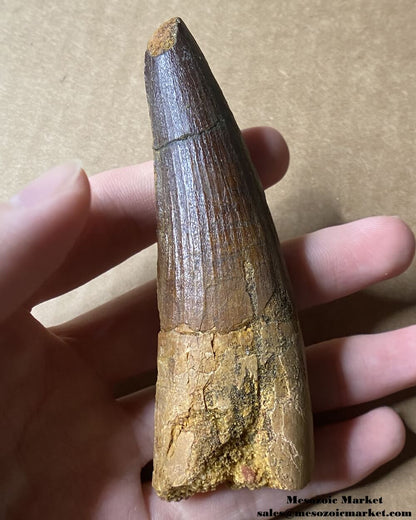 An image of a large fossilized tooth from a spinosaurid dinosaur. #MAR96188-2