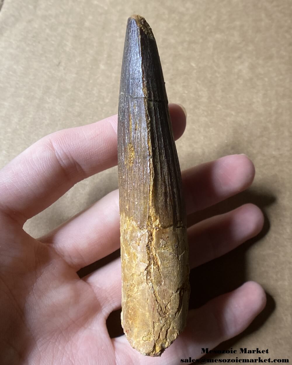 An image of a large fossilized tooth from a spinosaurid dinosaur. #MAR96188-3