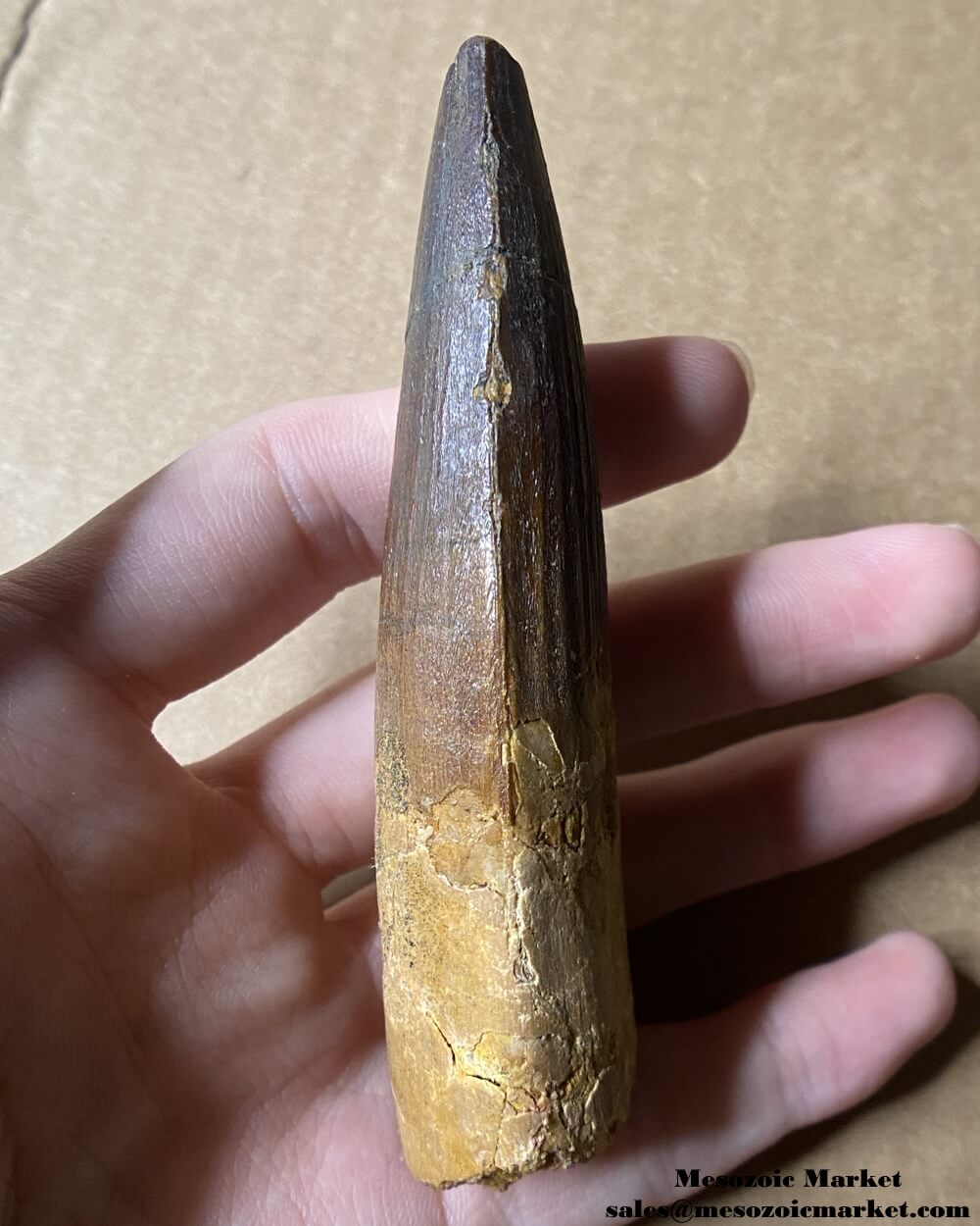 An image of a large fossilized tooth from a spinosaurid dinosaur. #MAR96188-4